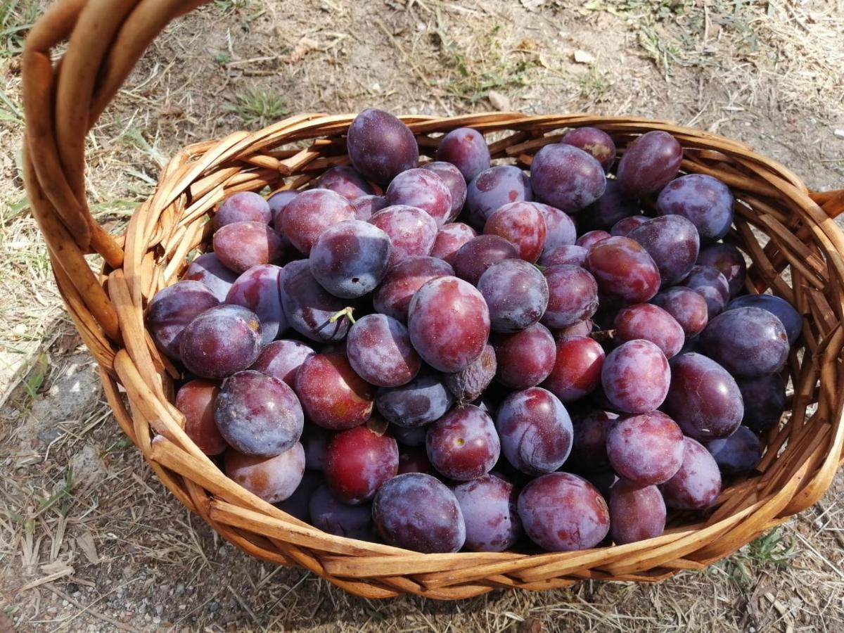 Masseria Le Querciole Fauglia Екстериор снимка
