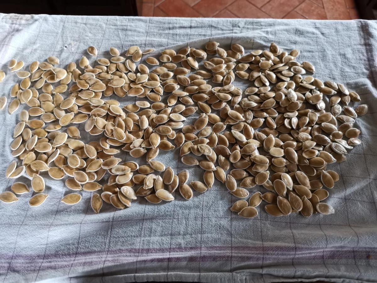 Masseria Le Querciole Fauglia Екстериор снимка